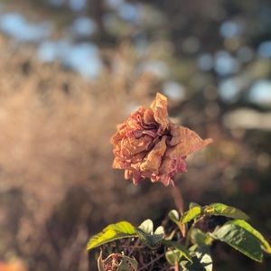 Meet your Posher, Logan